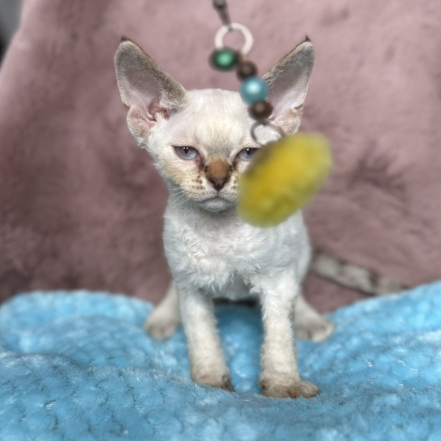Xia Devon Rex female, seal lynx pointed