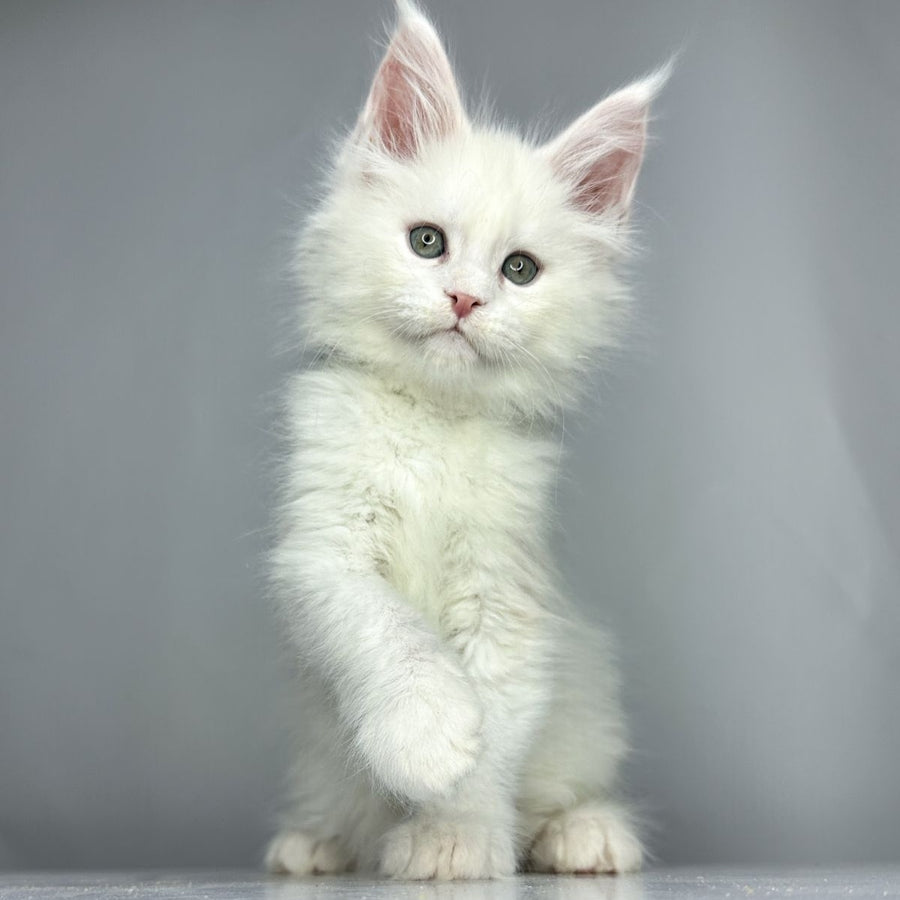 Gordey Maine Coon male, white