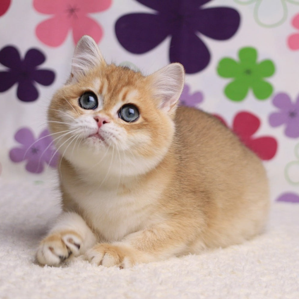 Saharok British Shorthair male, black golden chinchilla