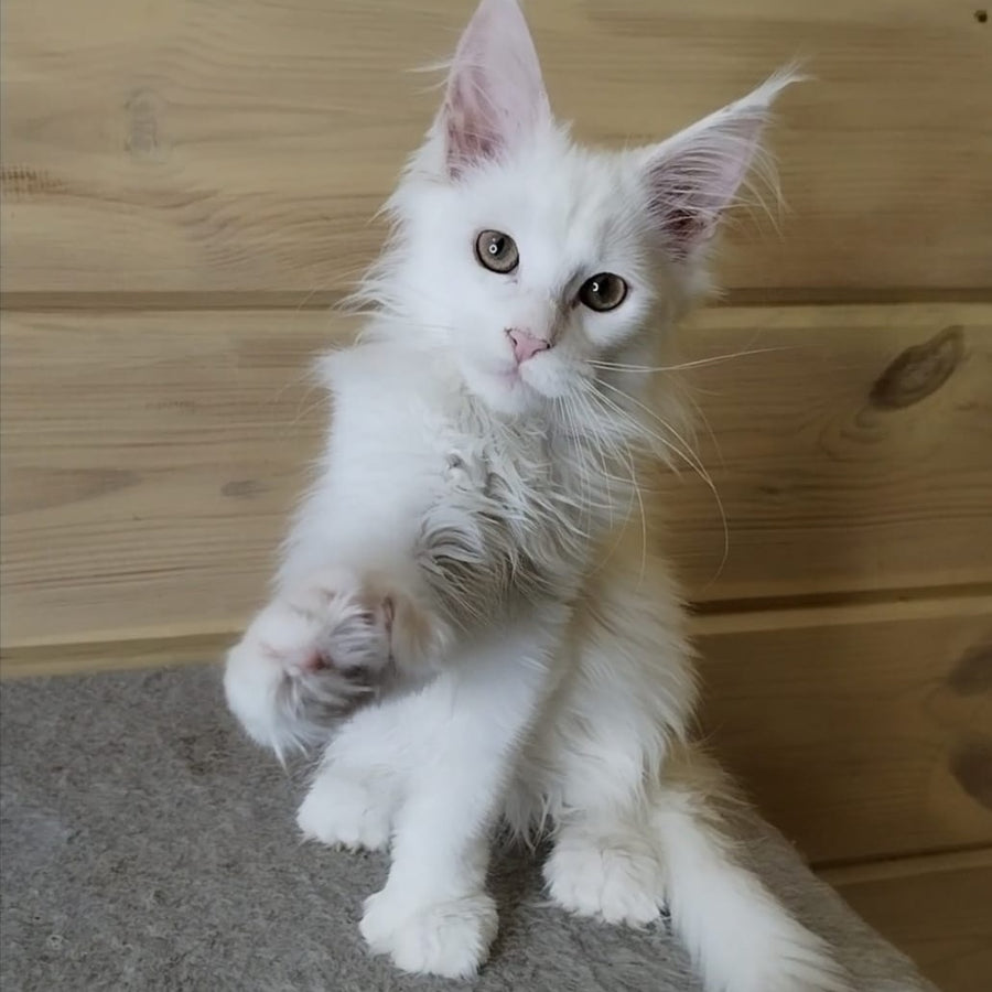 Yuki Maine Coon polydactyl 6x6x6x6 female, white