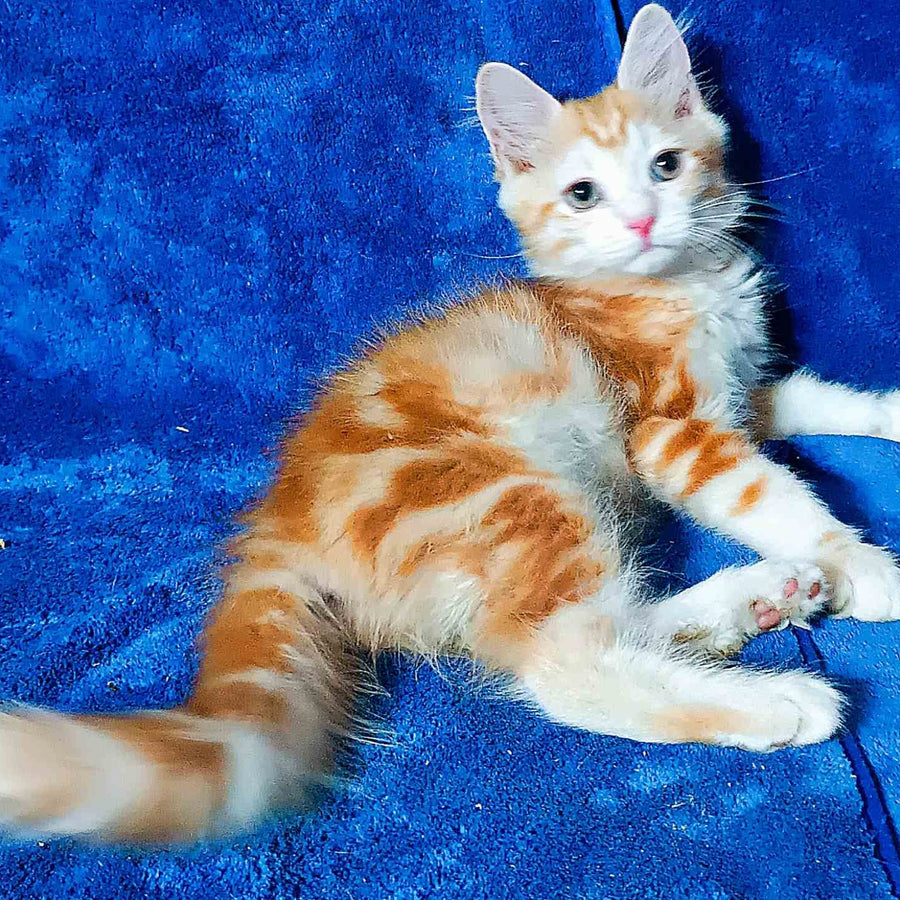 Еlizabet Siberian female, red with white tabby