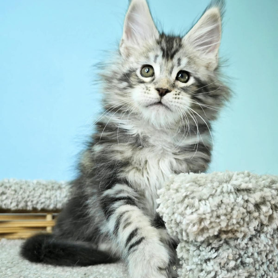 Henry Maine Coon male, black silver tabby