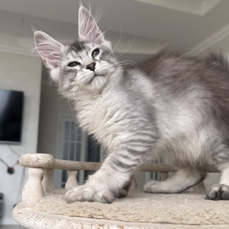 Pegasus Maine Coon male, black silver tabby