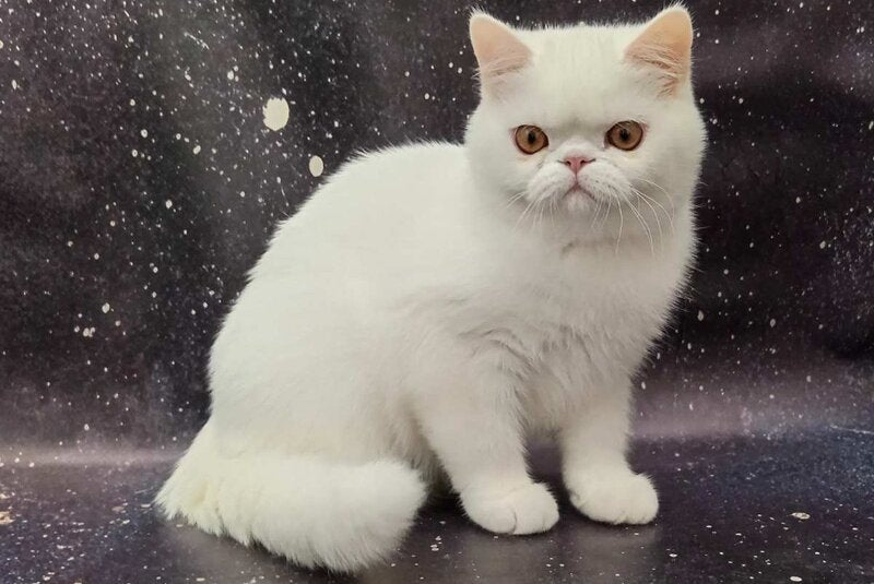 Everiy Persian male, white