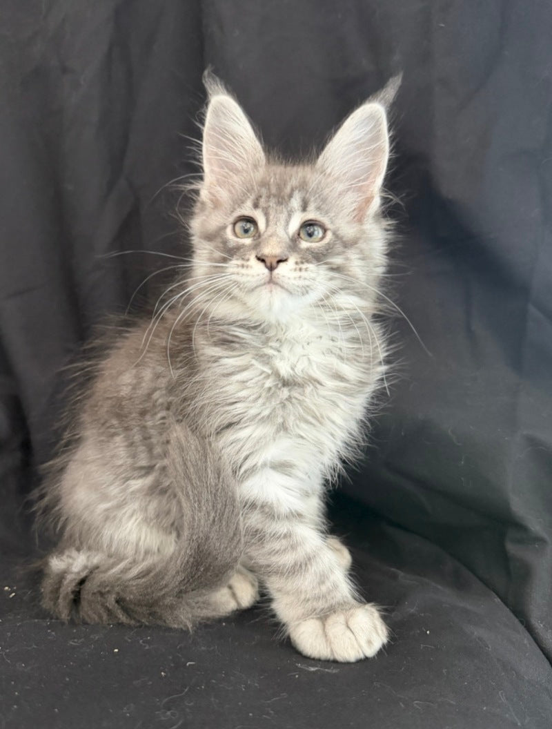 Zangi de Ziro Maine Coon male, blue silver tabby