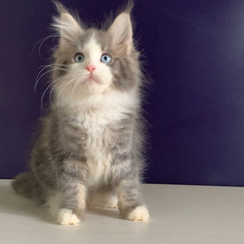 Quinella Maine Coon female, blue bicolour tabby
