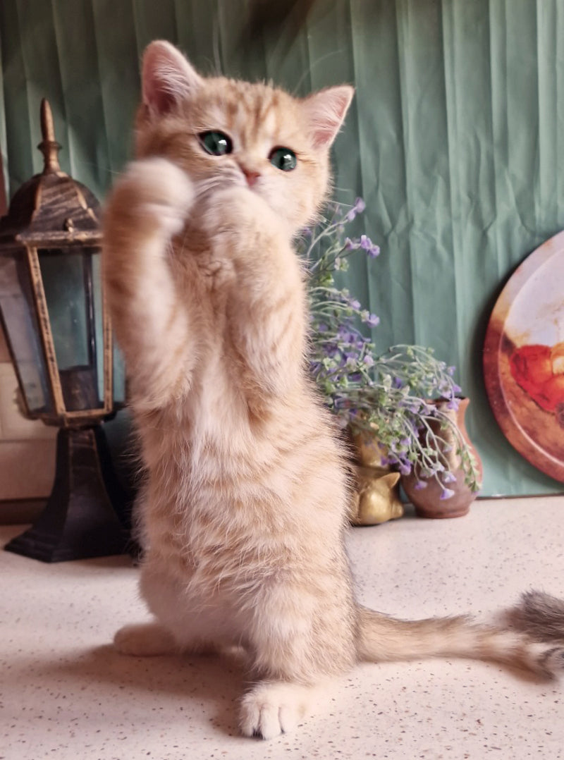Anastasia British Shorthair female, black golden spotted tabby