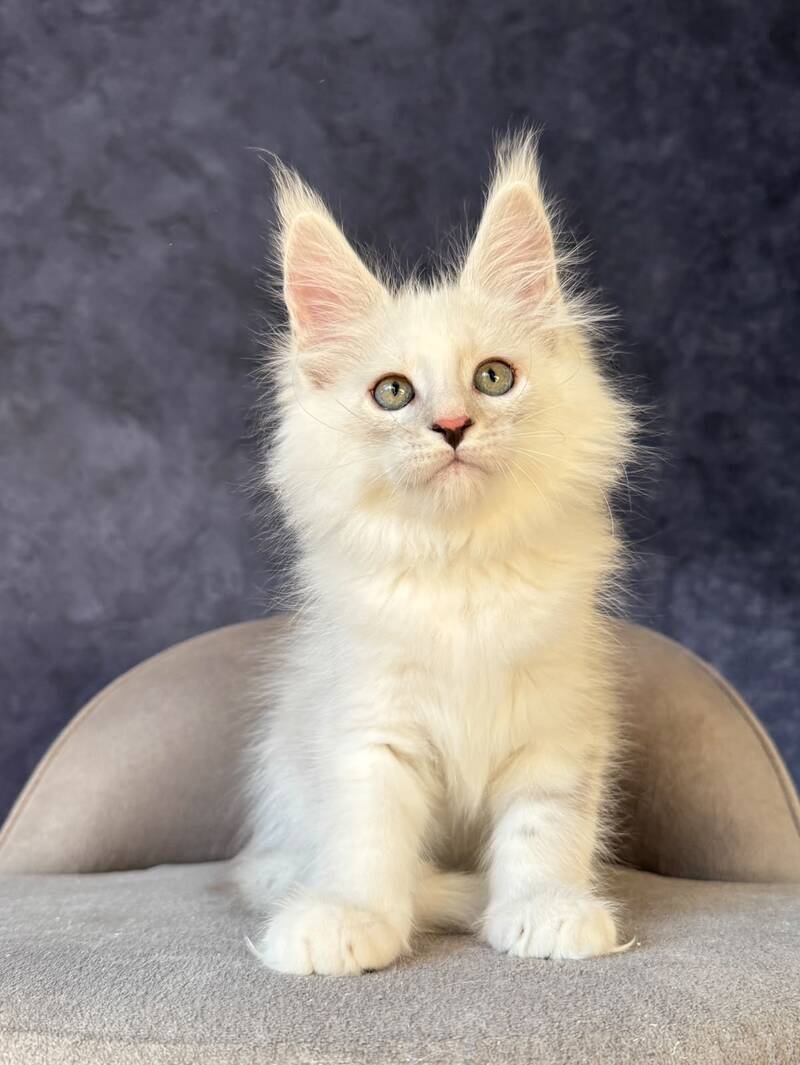 Glen Ellen Maine Coon female, black tortie silver shaded