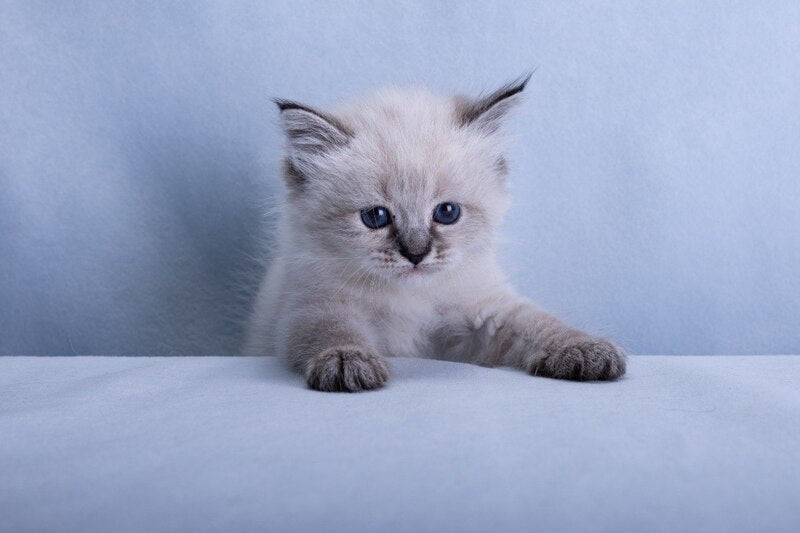 Ivi Siberian female, black tabby pointed