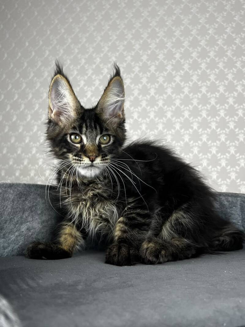Necko Maine Coon male, black tabby