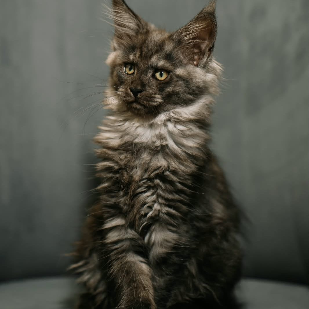 Beatrice Maine Coon female, black silver