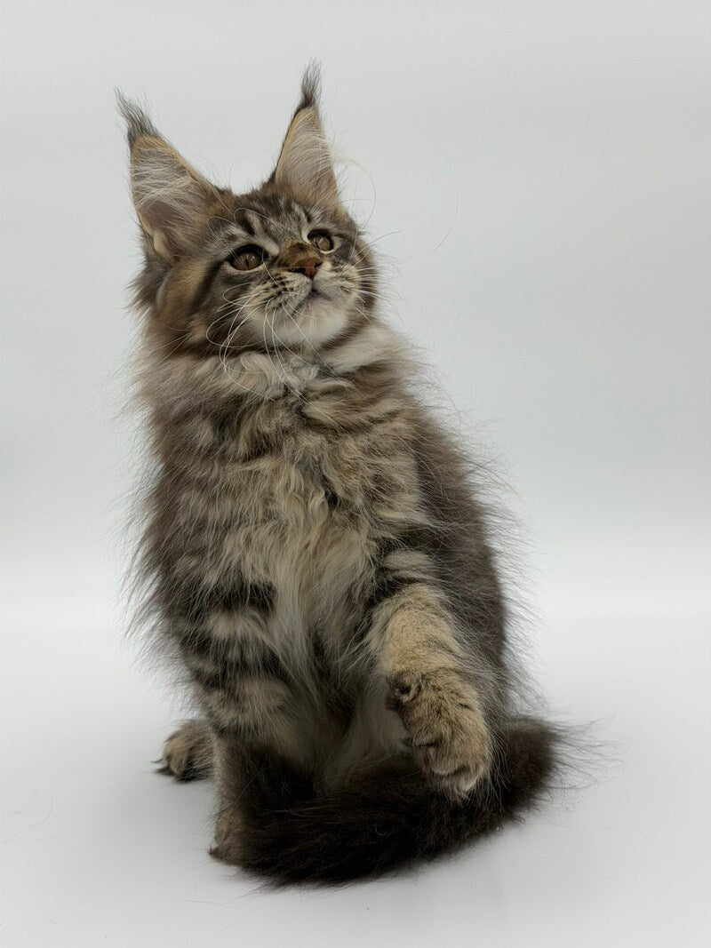 Katran Maine Coon male black tabby - live animals