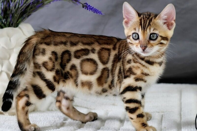 Queen Bengal female, black spotted tabby
