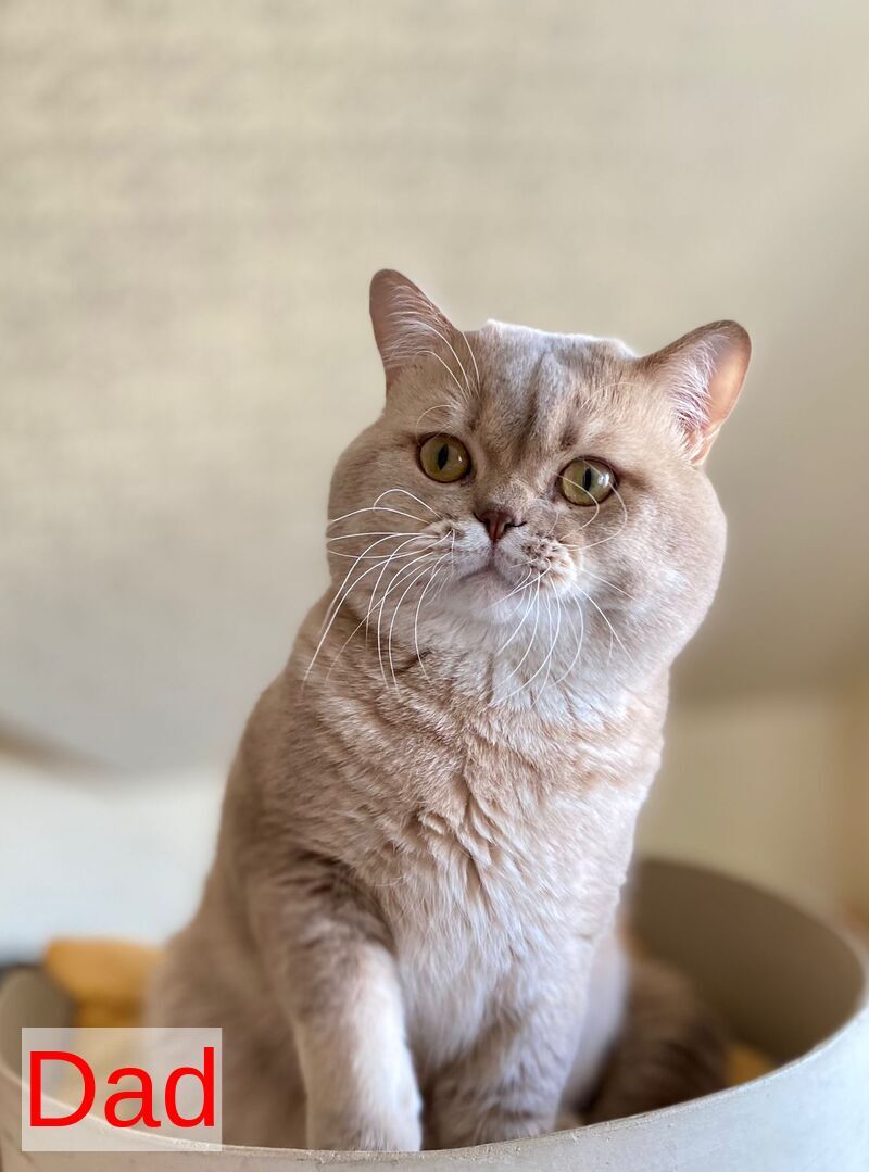 Unka British Shorthair male, black golden ticked tabby