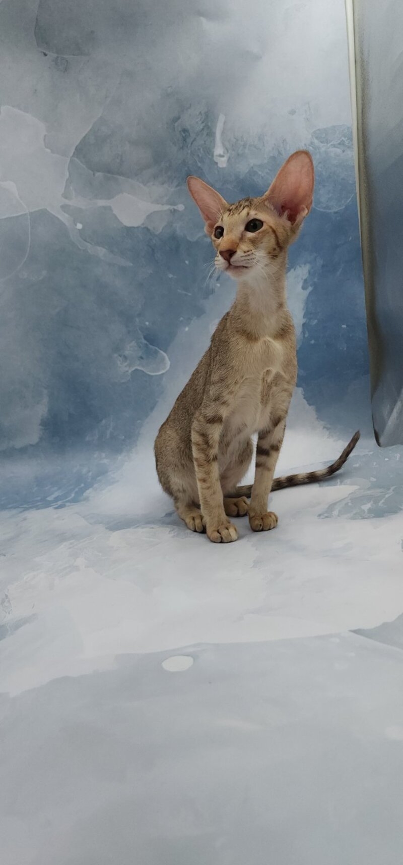 Marian Oriental Shorthair female, chocolate tortie spotted tabby