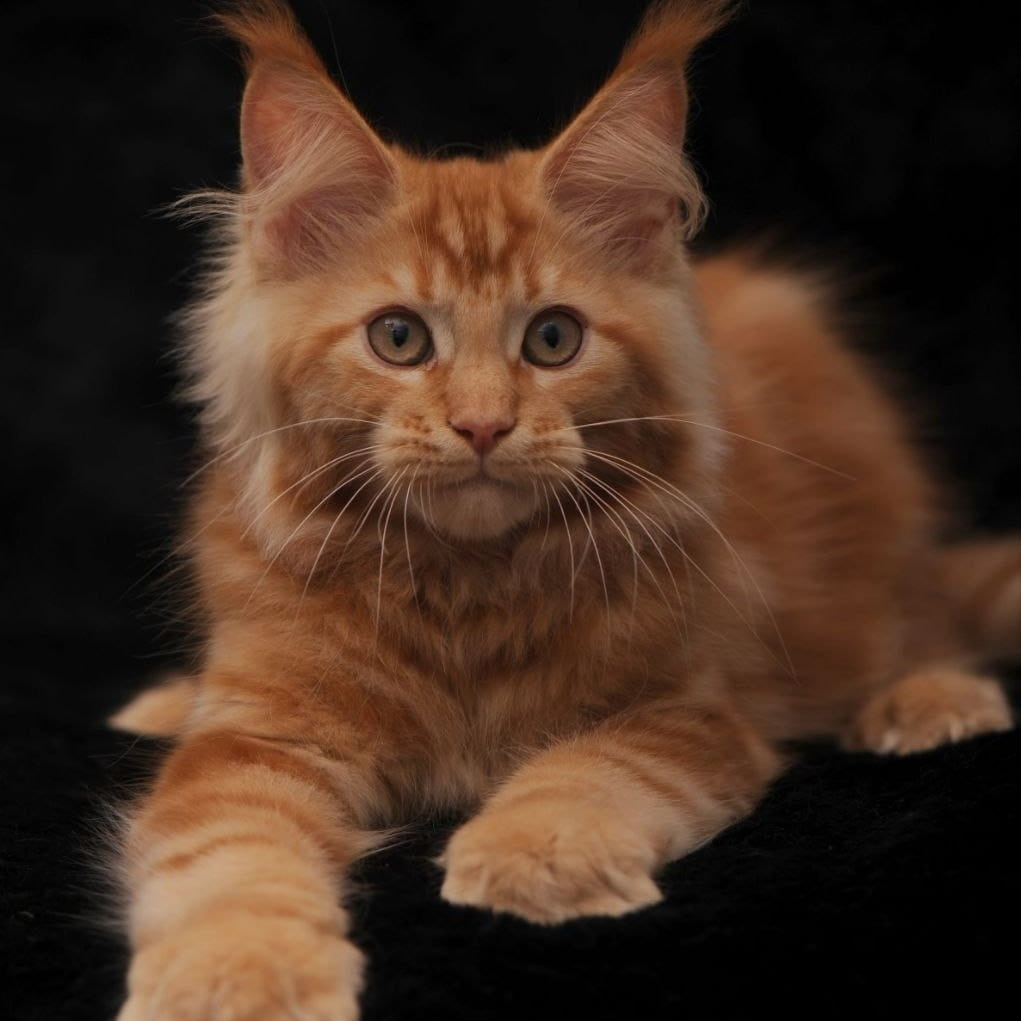 Rеу Maine Coon male, red