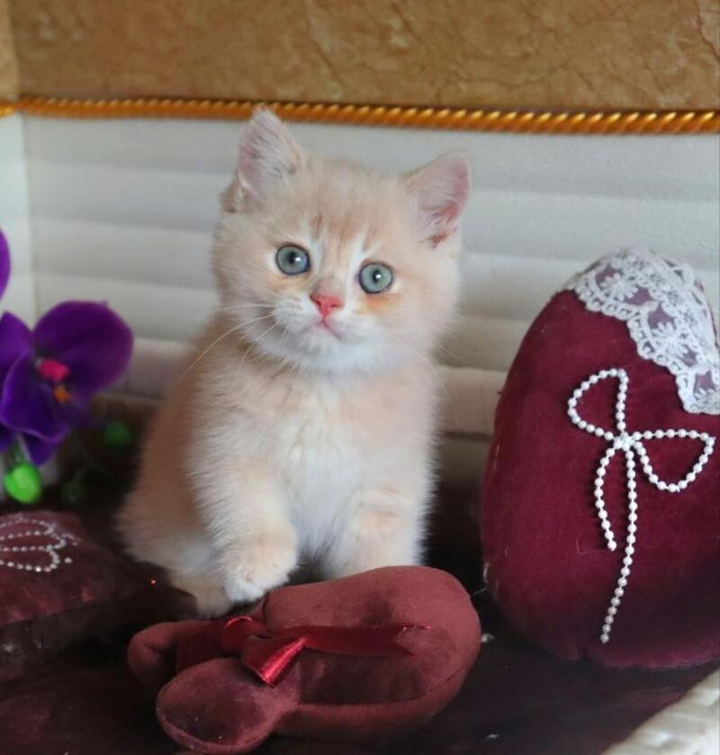 Roman British Shorthair male, cream golden chinchilla