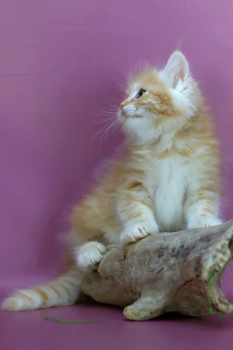 Eden Siberian male red silver - live animals