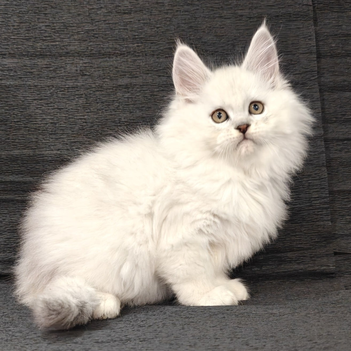 Nelson Maine Coon male, black silver shaded
