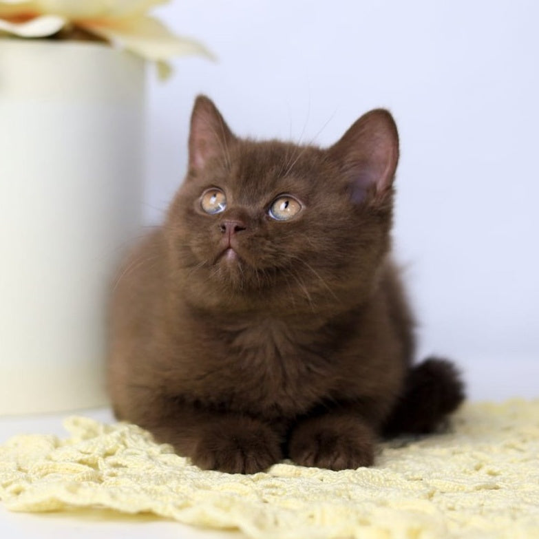Yahont British Shorthair male, chocolate