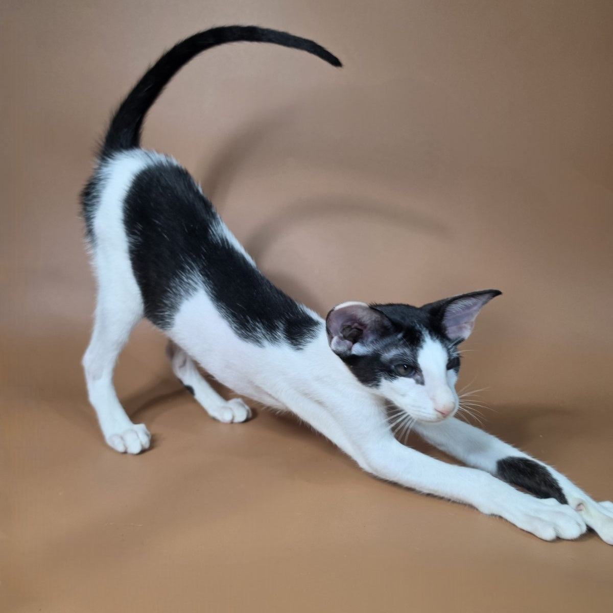 Asher Oriental Shorthair male, black bicolour