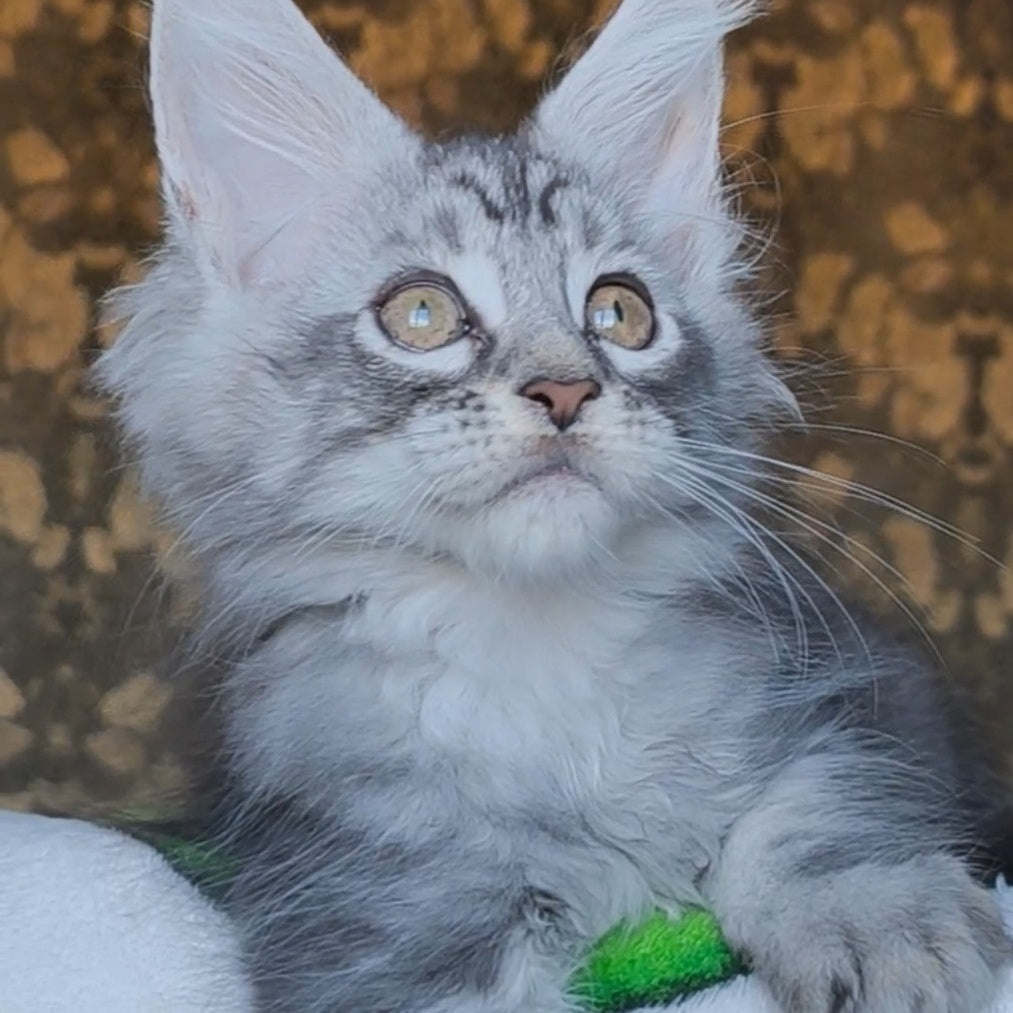 Iron Maine Coon male, black silver tabby
