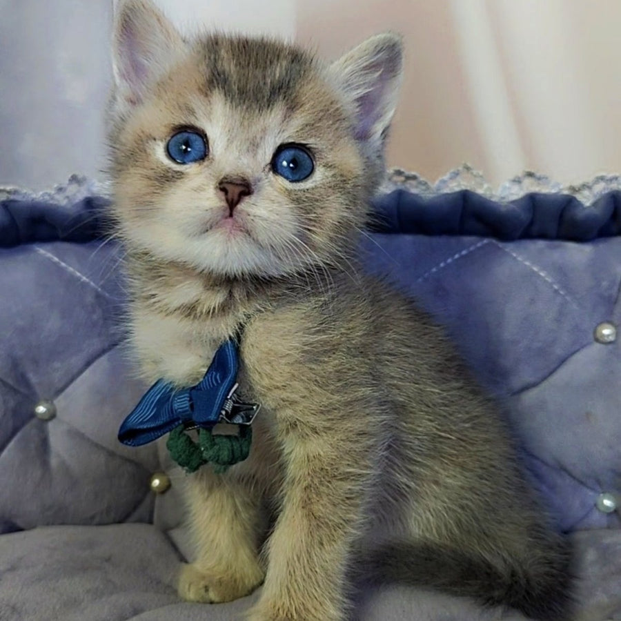 Toffee British Shorthair male, blue golden ticked tabby with white