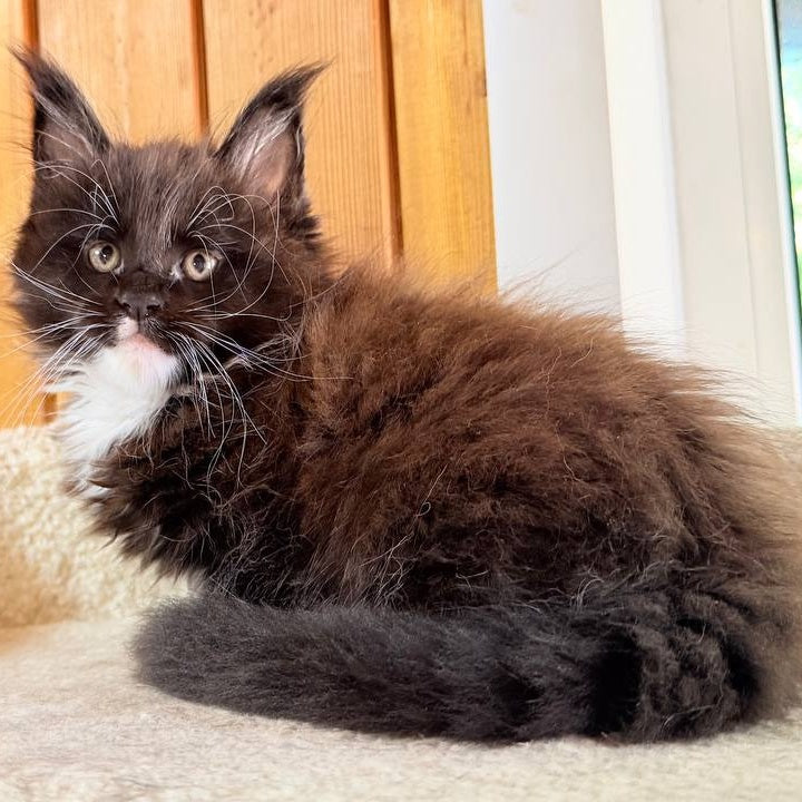 Onyx Maine Coon male, black bicolour