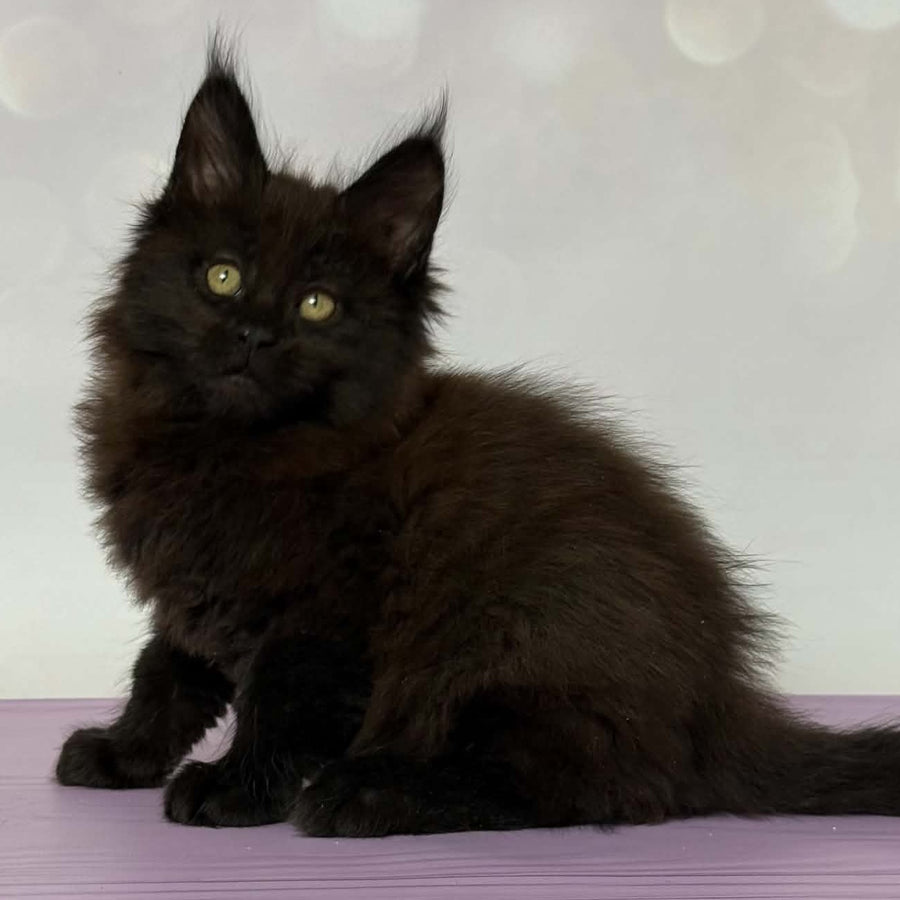 Fank Maine Coon male, black