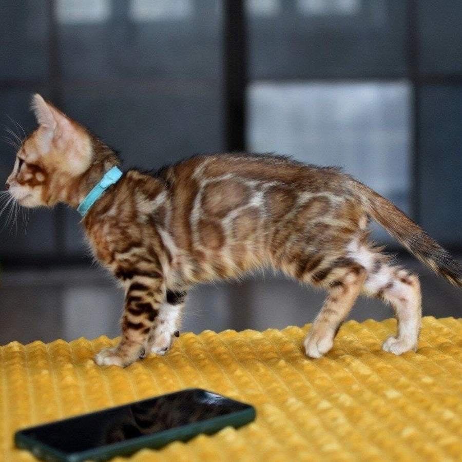 Perseus Bengal male, black spotted tabby