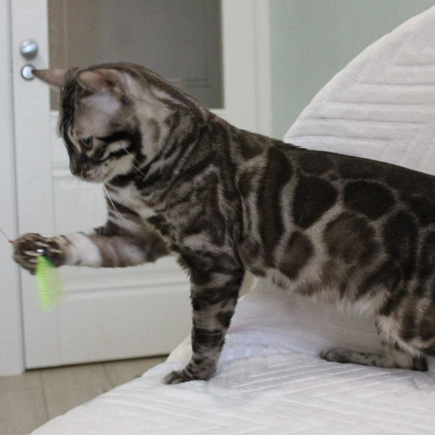 Lika Bengal female, black pointed spotted tabby