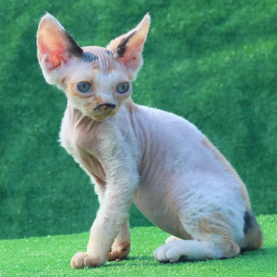 Аlfa Romeo Devon Rex female, black tortie pointed harlequin