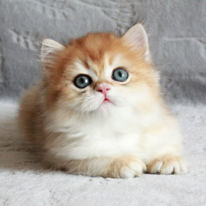 Kruasan British Longhair male, black golden chinchilla