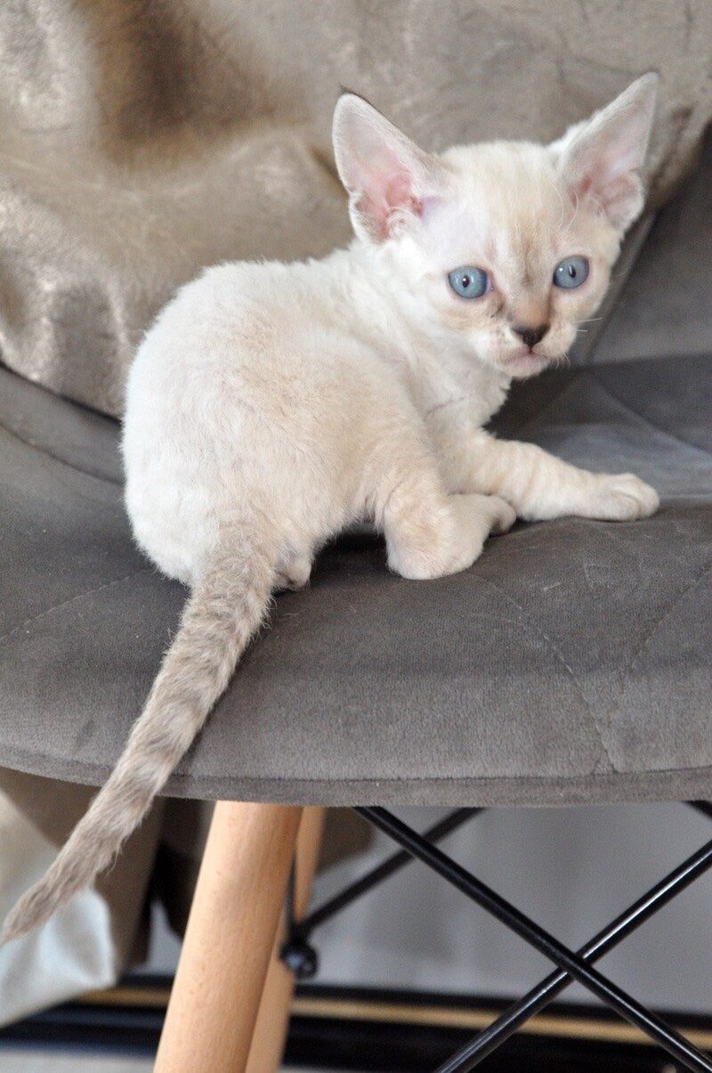 Alex Devon Rex male, black tabby pointed