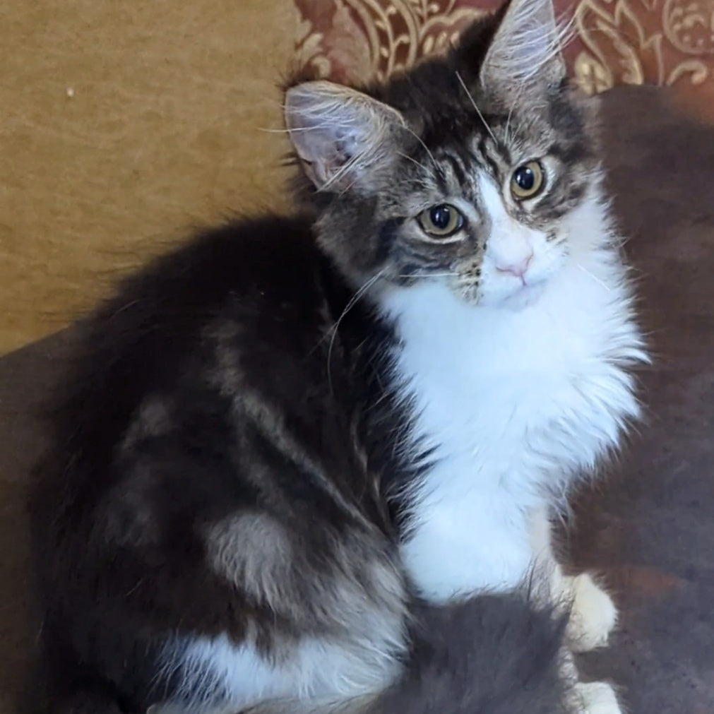 Holika Maine Coon female, black tabby with white