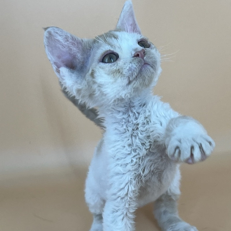 Alex Devon Rex male, red harlequin