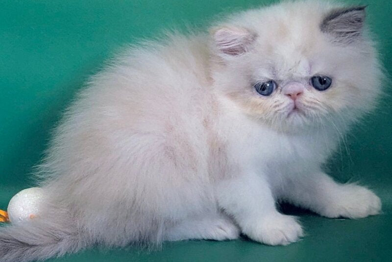 Nelli Persian female, blue tortie pointed bicolour