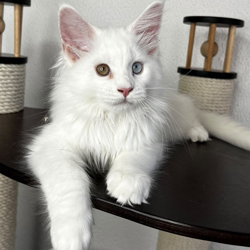 Bentley Maine Coon female, white