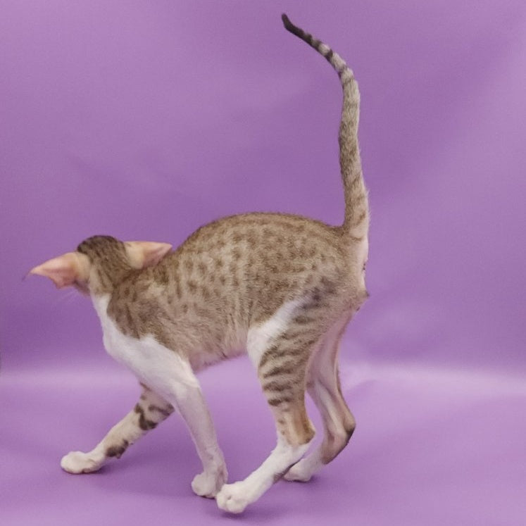 Winner Oriental Shorthair male, cinnamon spotted tabby bicolour