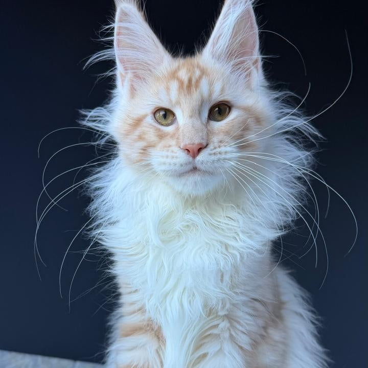 Urfin Maine Coon polydactyl male, red silver with white tabby