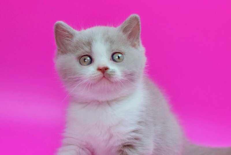 Quper British Shorthair male, lilac bicolour
