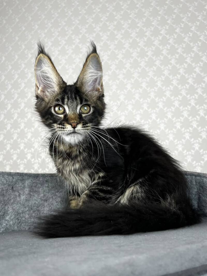Necko Maine Coon male, black tabby