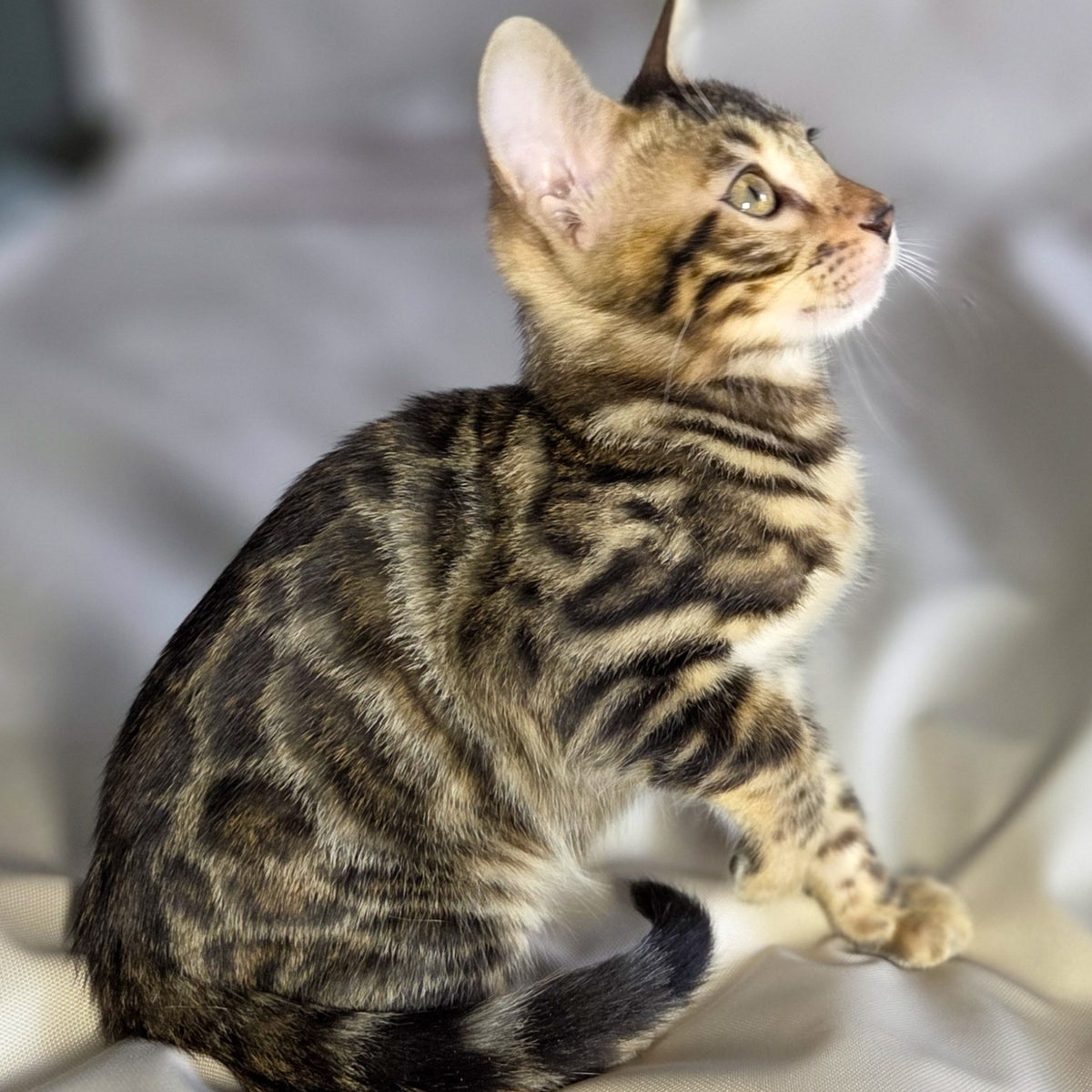 Maui Bengal male, black spotted tabby