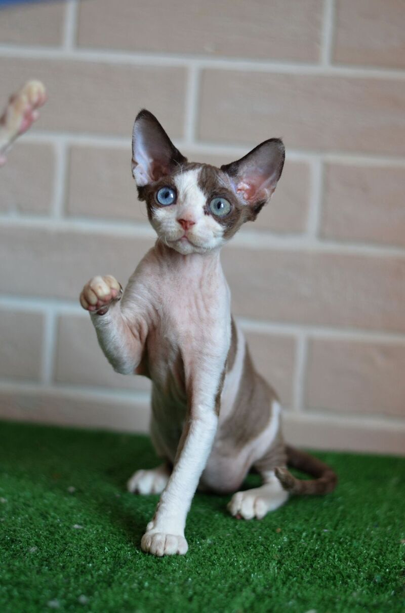 Sofia Devon Rex female, chocolate bicolour
