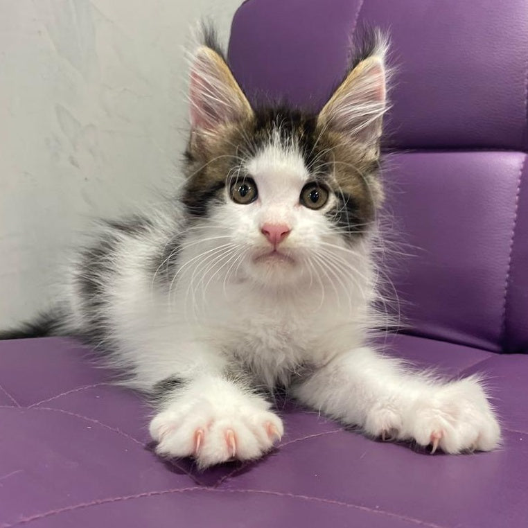 Sem Maine Coon male, black bicolour tabby