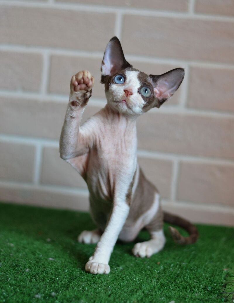 Sofia Devon Rex female, chocolate bicolour