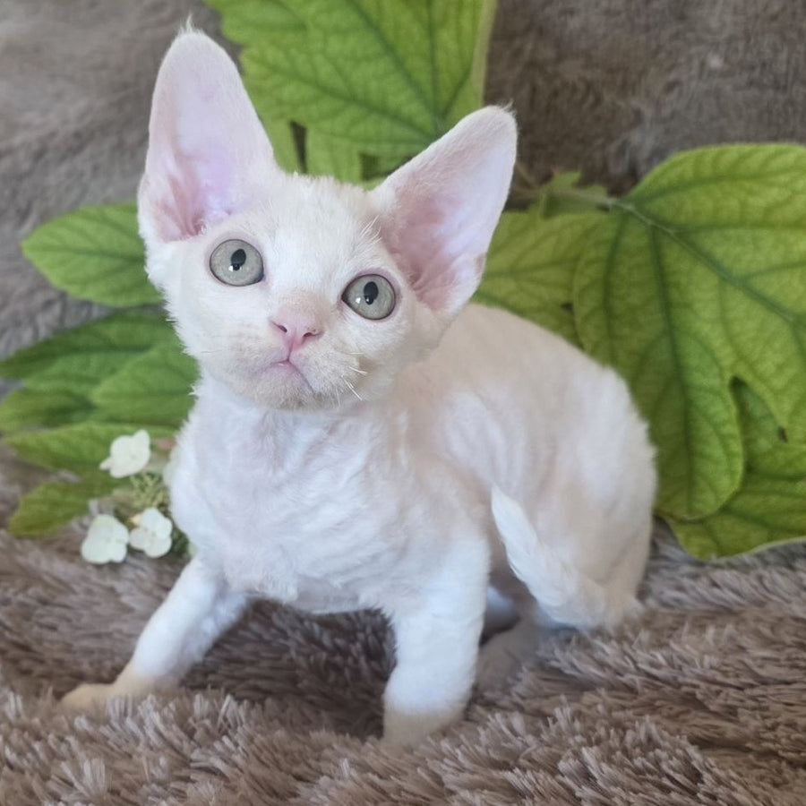 Watson Devon Rex male, white
