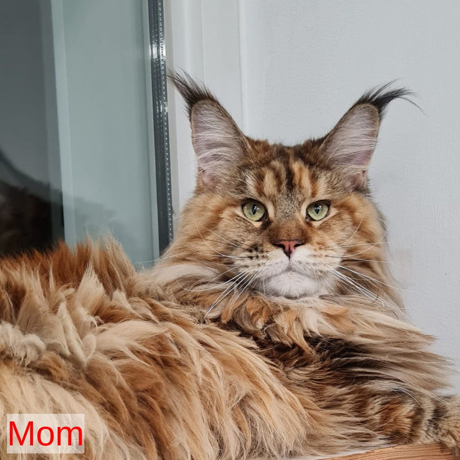 Lexus Maine Coon male, blue silver tabby