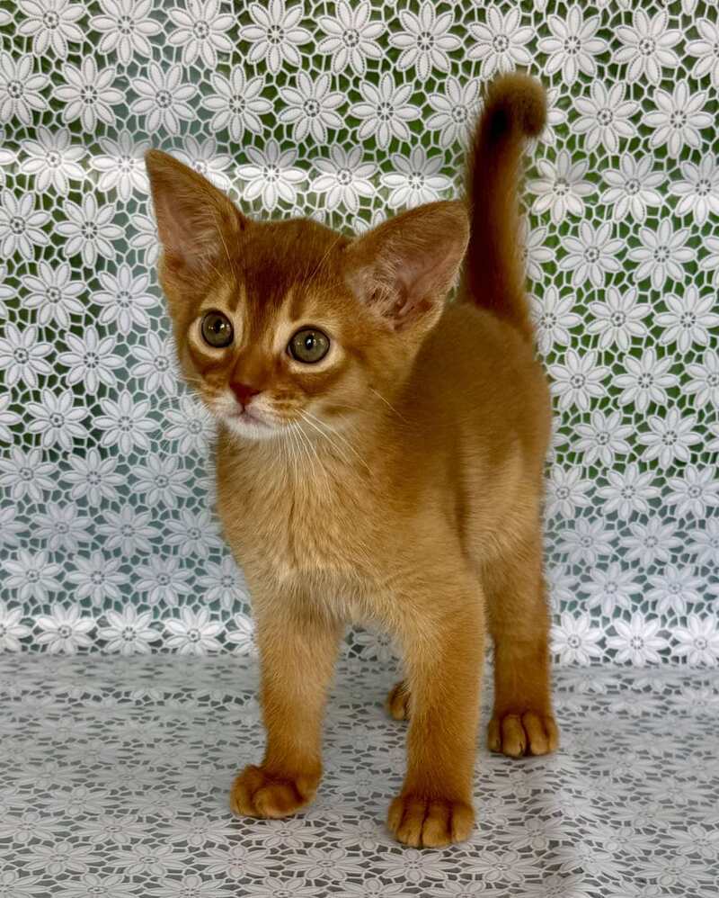 Bakara Abyssinian female sorrel - live animals