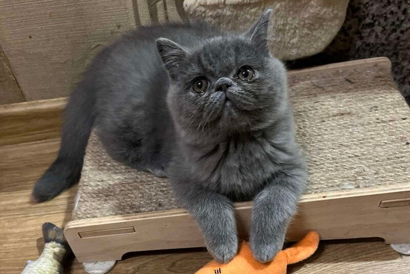 Cobalt Exotic male, blue